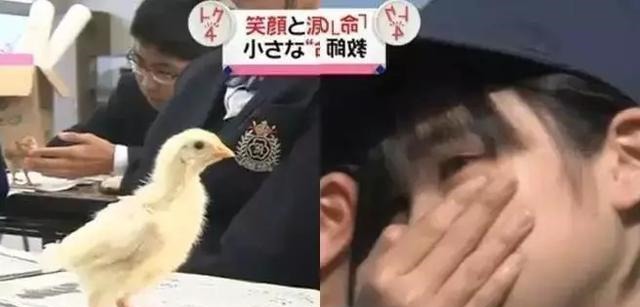 宠物鸡|日本最“变态”的生命课亲自养,亲手杀,亲口吃,孩子崩溃大哭