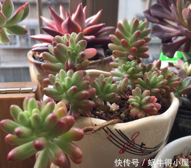 光照|5月,养多肉先检查一遍,看看它们有没有这些症状,休眠了?