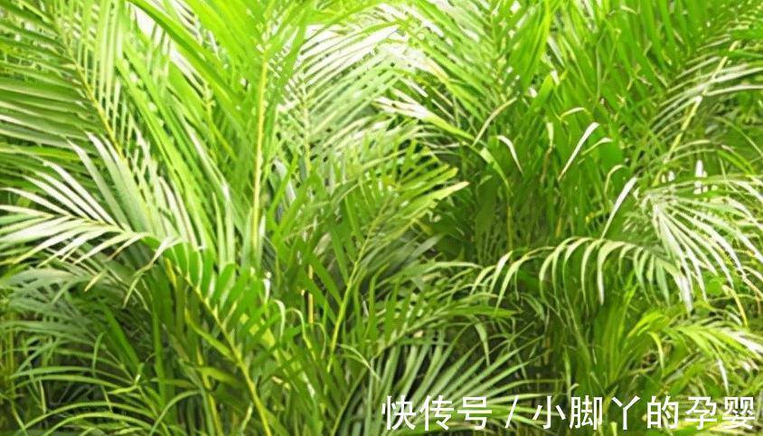 秋冬室内干燥怎么办，养这几种植物就够了