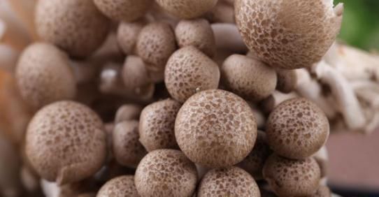 在農村紅糖是人們的寶貝,紅糖和此物一起搭配,營養價值更好