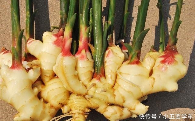 生姜开花 原来这么美 第一次见到 生姜开花 原来这么美 第一次见到 粉紫色 生姜开花 原来这么美 第一次见到 生姜开花 原来这么美 第一次见到 粉紫色