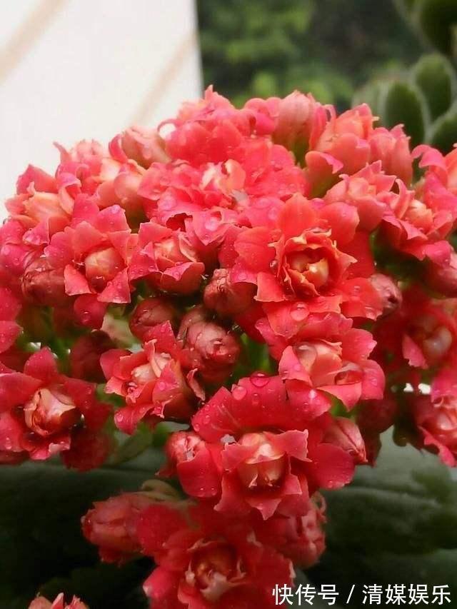 养长寿花，叶子开始发红，不精神，这2个“小动作”要注意！