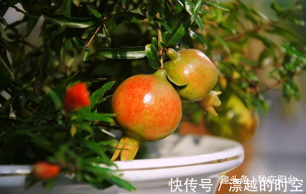 台友们|你家盆景石榴不开花、不结果别急，一把剪刀就能解决！