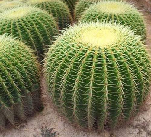  花友|养了15年的金琥，长到1米宽，花友说给钱也不卖