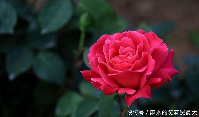 月季得了白粉病,别光剪叶子,这才是正确处理方法!