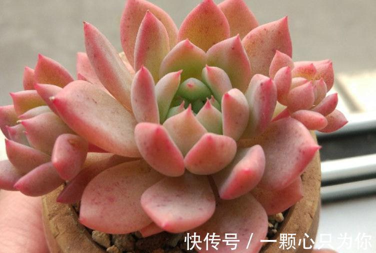 养多肉霜花，盆栽多注意这些细节，茎叶又绿又粉，贼好看
