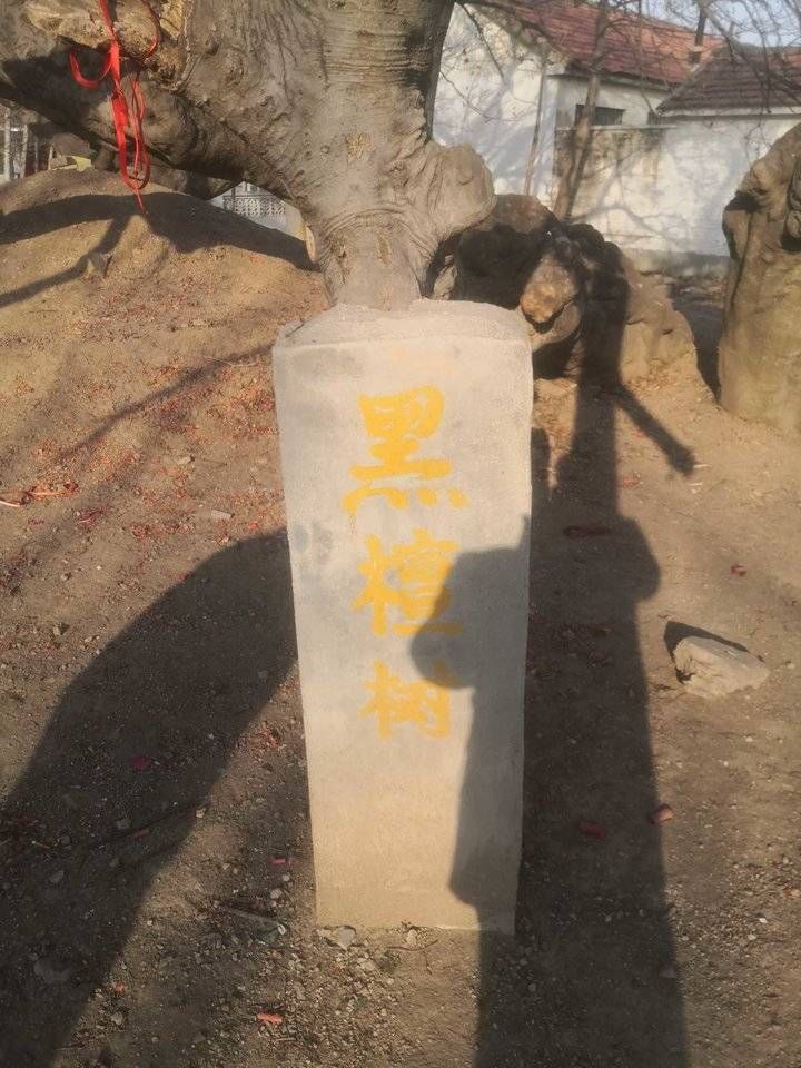 公墓|探究阚西村古树