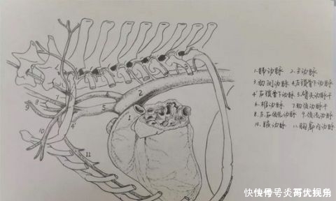 学霸的笔记原来长这样……网友期末了我想借来复习