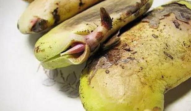 4种“果核”不要扔,埋土里,5天之后“惊喜”不断,观叶又收果!