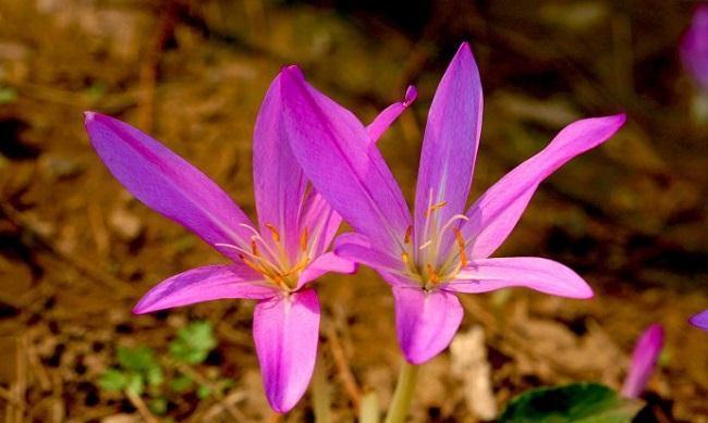秋水仙秋水仙|养花试试这几款,花朵具有强烈的玫瑰香味