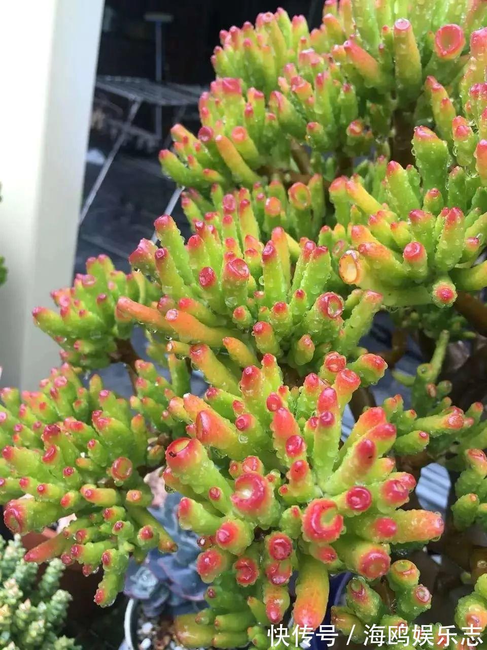 存钱筒|20年的“玉树”，叶子长成存钱筒，夏天猛晒红彤彤！