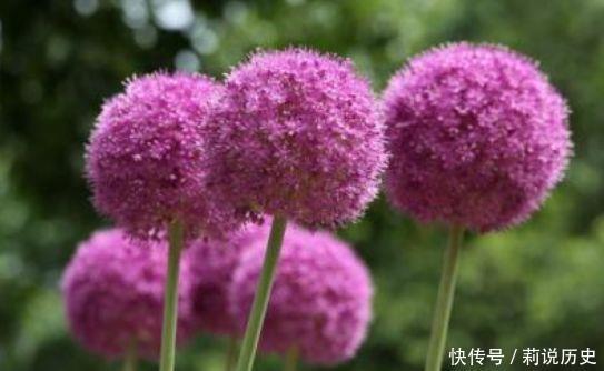 颜值超高的4种花,谁见了都喜欢,婀娜多姿,越养越喜欢