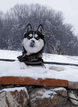 |搞笑GIF趣图:我说怎么有眼睛看着我,原来是你