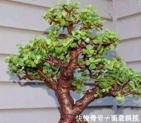 金枝玉叶|养3种树,越老越值钱,5年变老桩,盆盆都值2000元以上