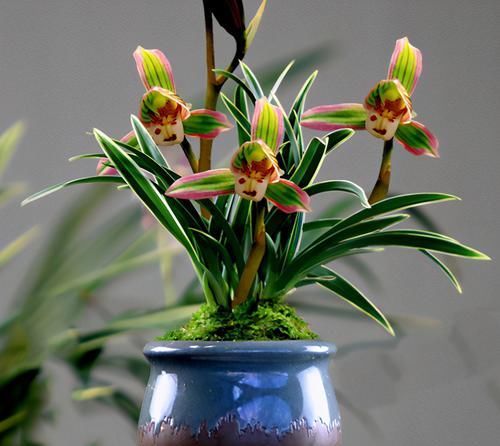  首选|兰中极品“帝王妃”，花色复杂，花香浓郁，好养易活，养兰首选