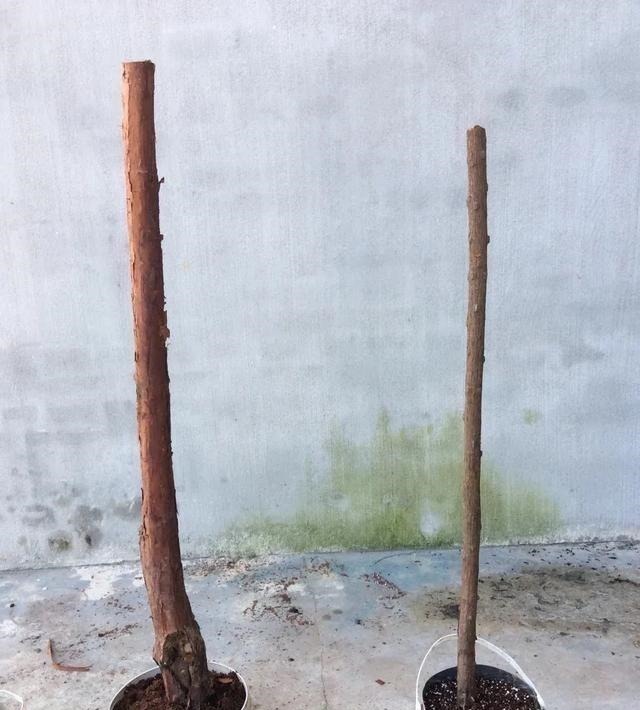 茎干|3种花养在小盆里,2年变老桩,茎干粗壮开花香,1次能开50朵