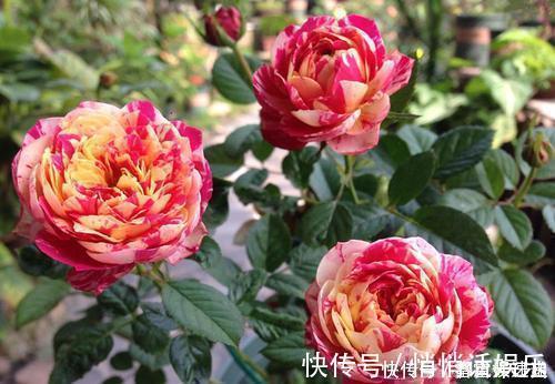 月季|最厉害的养花营养液给月季花喝一勺，猛长笋芽，花开满枝头