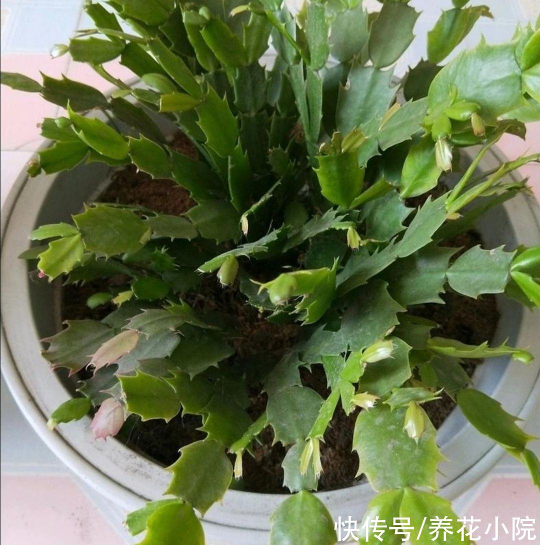 枯萎|7月养蟹爪兰，叶子变软，切记别做3件事