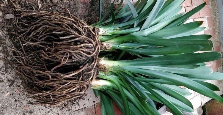 不需要扦插的5种花,把根“掰开”就是小苗,成活率真高