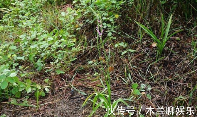 食用价值|此物植物叫“参”却不是人参,价值珍贵,遇见莫忽视