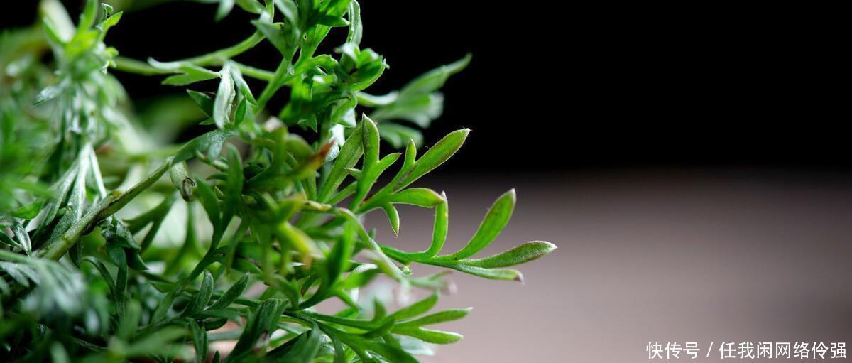 做法|茼蒿怎么做好吃,教你两种家常做法,简单又美味