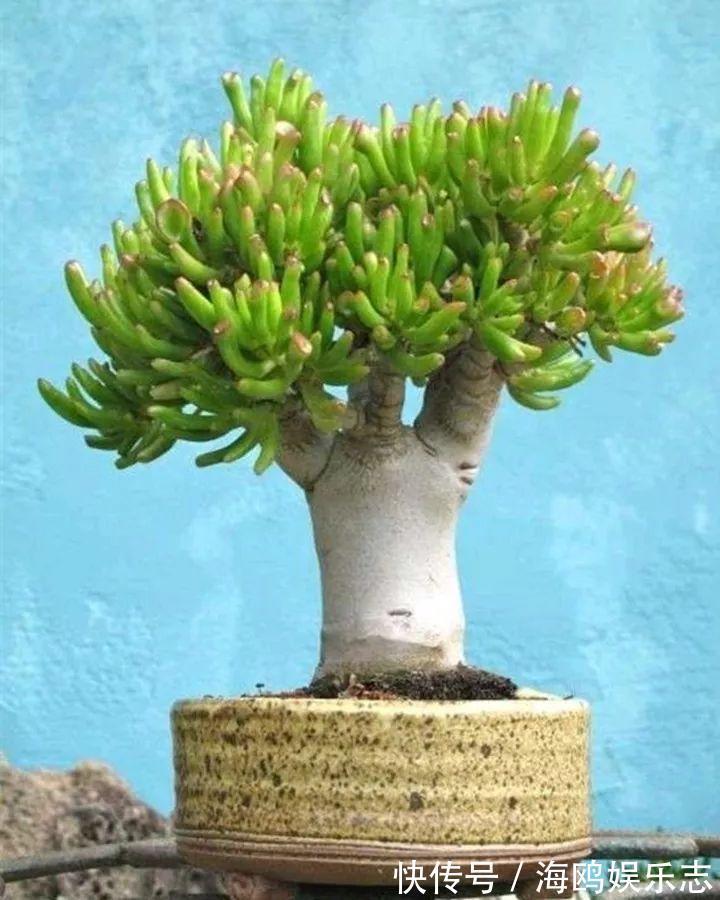 存钱筒|20年的“玉树”，叶子长成存钱筒，夏天猛晒红彤彤！