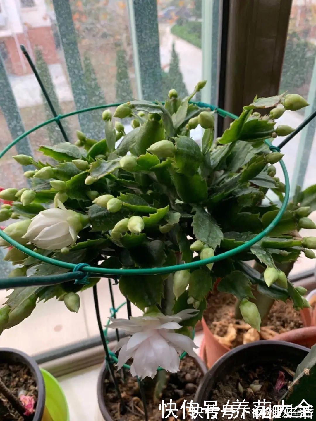 水仙|上万块的蟹爪兰,开花像烟花,养过的人不多