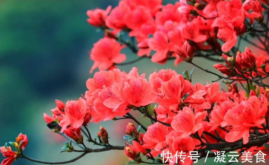 杜鹃花难养记住“3个”要领,次次开花“爆盆”,一开就90天