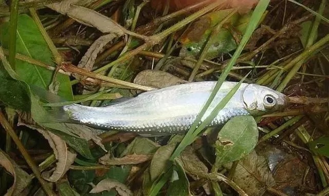 野钓鲫鱼浮漂怎样看,为什么送高漂,提竿却不中鱼?