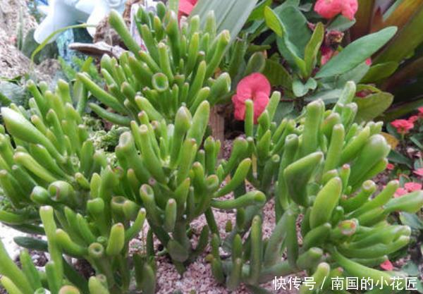 4种花有灵性,平时难开花,一有好事就开花,养过的人都说好