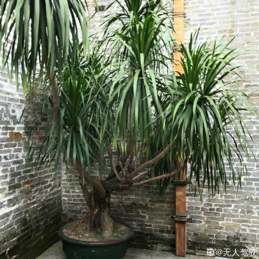 叶子|家里养棵“丑八怪”,霸气镇宅,越养越爱