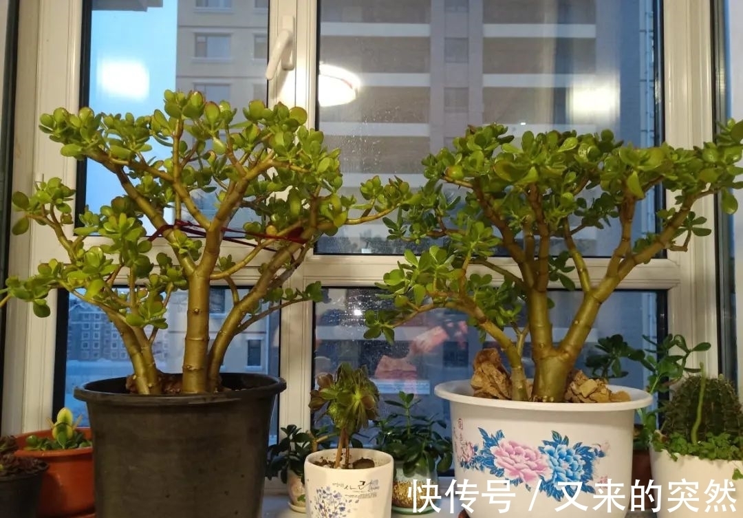 入冬修剪,这9种花,剪错不开花、杆子会枯死