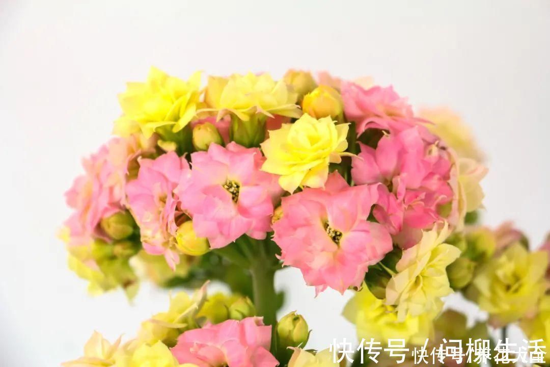 水仙|上万块的蟹爪兰,开花像烟花,养过的人不多