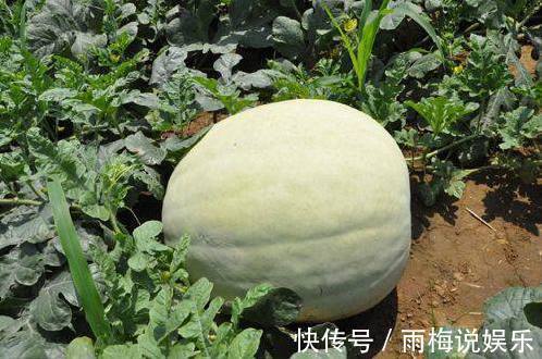 生蔓性|这种水果十分的稀有,可治糖尿病患者,好吃到没话说!