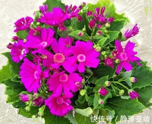 六种花从年前开到年后,花开灿烂、芬香四溢,喜庆又吉祥