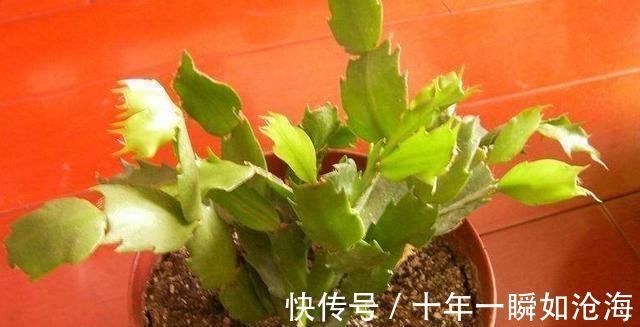 烂根|蟹爪兰发出这个“信号”,一定不要忽视,是在提醒你