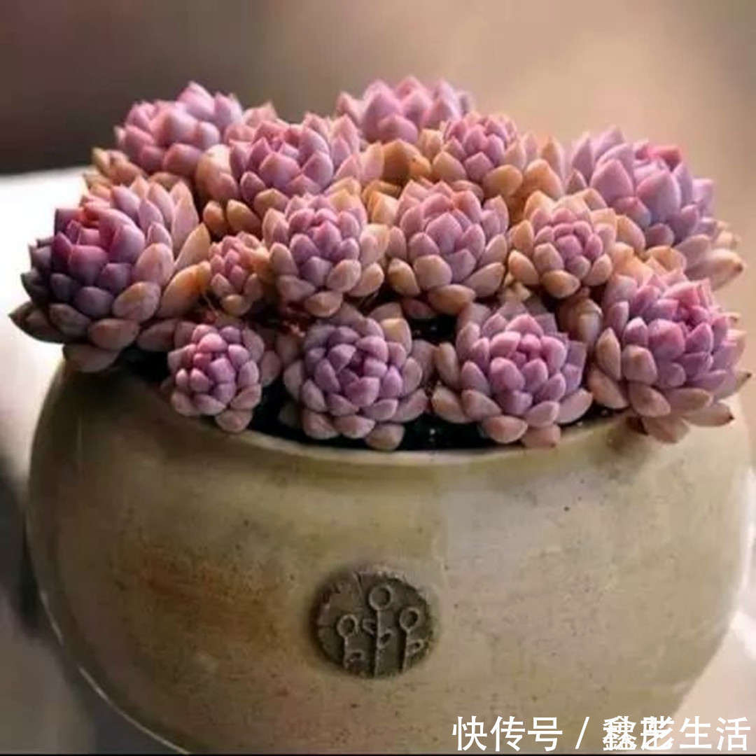 美乐棵|最耐晒的8种多肉,夏天照样疯长不停,呼呼窜成小瀑布