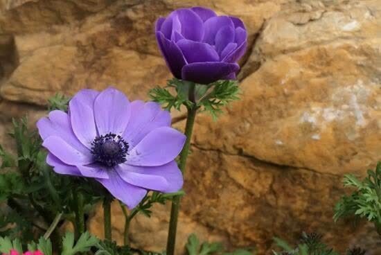 喜欢赏花,夏天就种此款小花,花叶俱美,养盆放阳台美极了