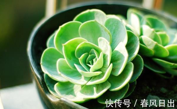 养多肉植物有4个“致死行为”，现在知道还不算晚