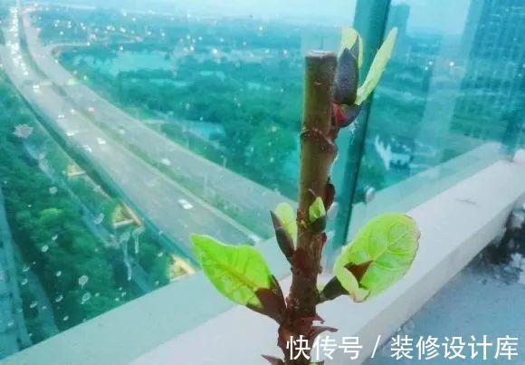 花友|7种花,现在要砍头,冲天炮变成爆炸头