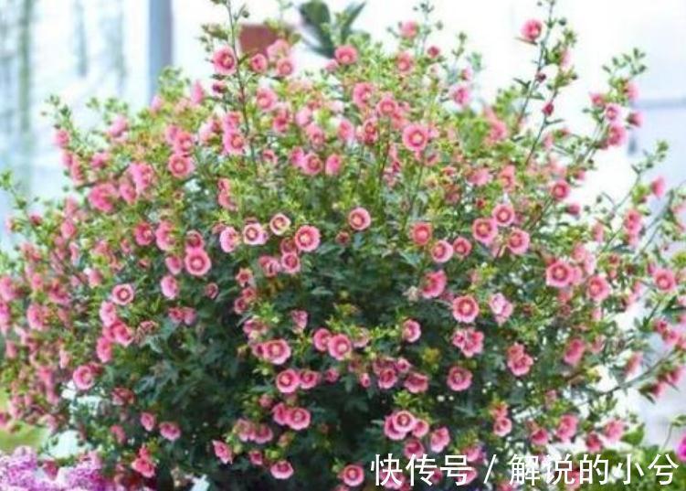 农历9月22日霜降后,养什么花?以下3种花,吉庆有余福享新春