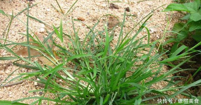 人稱“拔不動”，卻因繁殖力，常被除掉，殊不知8元一斤