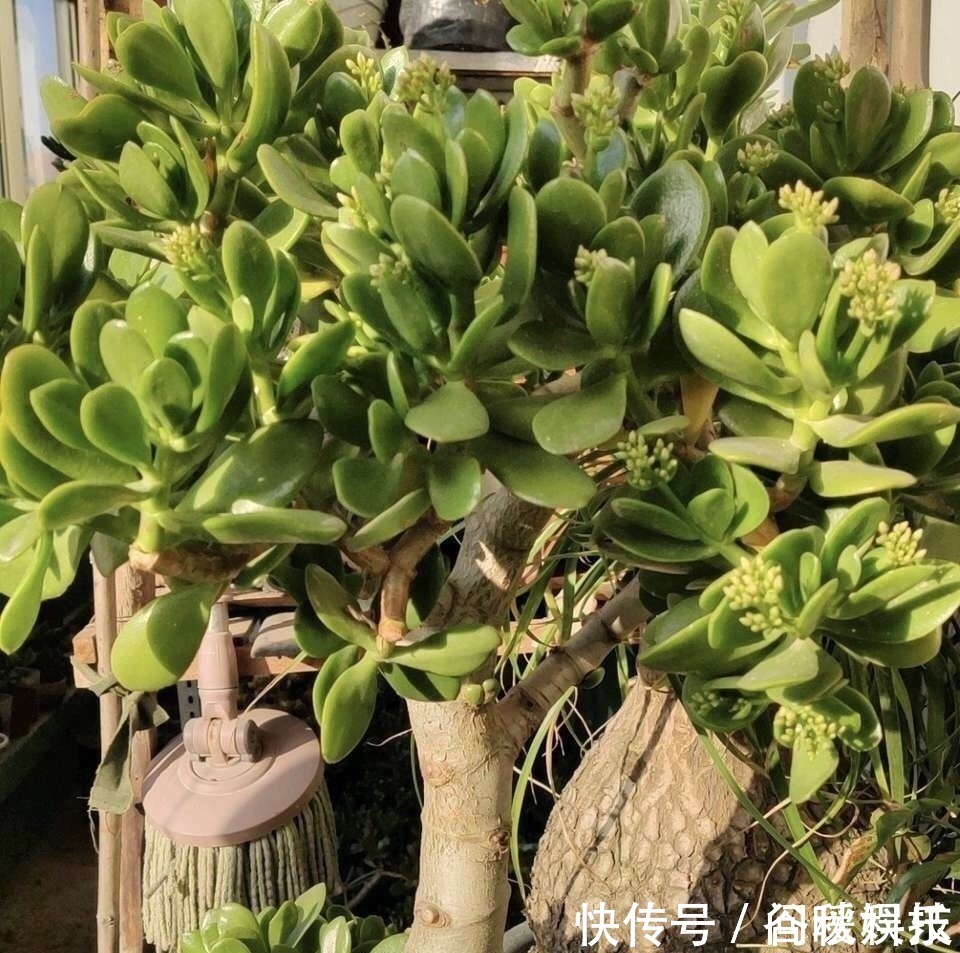 盆栽|家里摆上10种花,越来越兴旺、发达,个个都是“吉祥”花