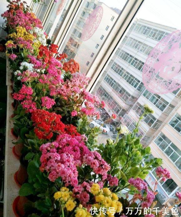 容易因多浇水而死的“10种花”,想要养好,管住手,少浇水