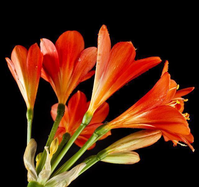 君子兰换盆时要剪根别太随意,剪错会整盆死