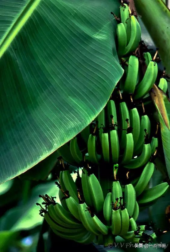 教程@图文教程——芭蕉画法