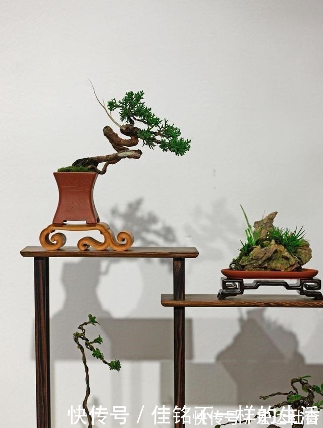 五针松“盆景”桩材,不会养护造型老师傅这就教你一招