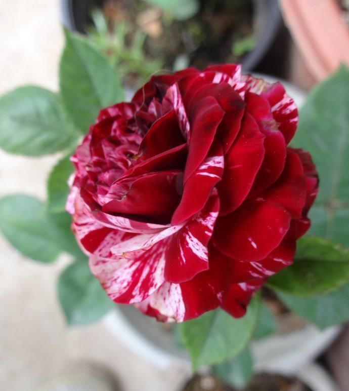 夏天扦插这些花,几天就生根,1盆变10盆,再也不用花钱买