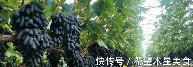 家有院子别空着,不妨种几棵果树,耐寒耐旱,而且果肉鲜甜可口!