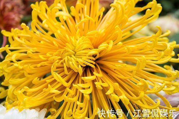 最后俩人|一对50岁的中年夫妻,每天都喝黄芪泡水,最后俩人得到了什么